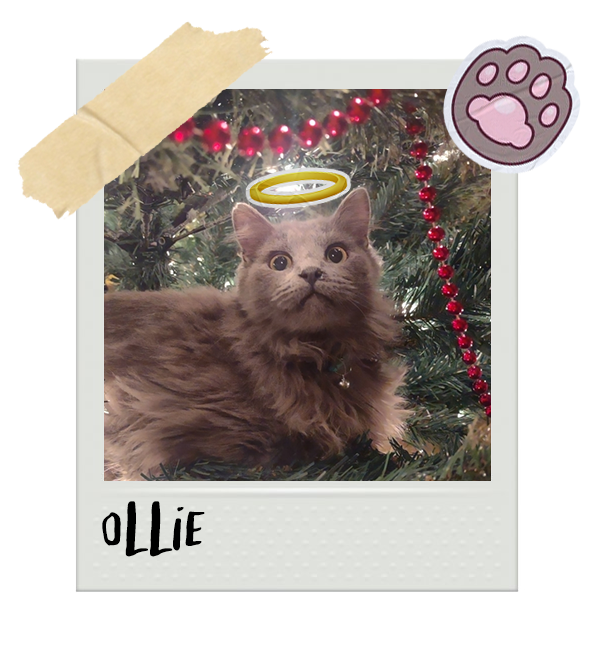 Cat-Global_Ollie (Angel).png__PID:431deff0-bfdd-4e19-b238-477b7c96e2cc